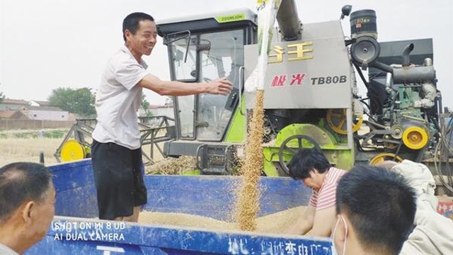 開始收麥了