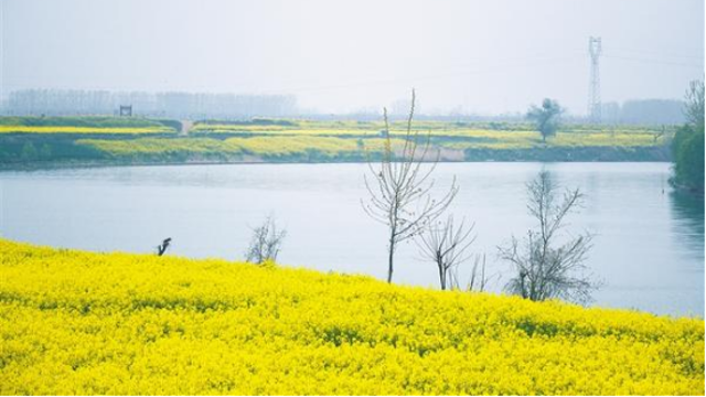 鄧城：油菜花海惹人醉