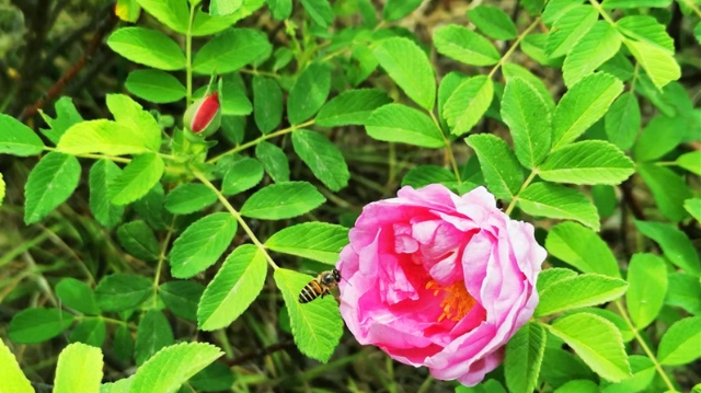 鐵路主題公園：玫瑰花開(kāi)正當(dāng)時(shí)