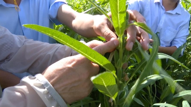 我市成功試種可機(jī)收芝麻