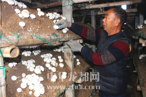 周口項(xiàng)城：食用菌種植基地內(nèi)，工人正在查看雙孢菇長勢